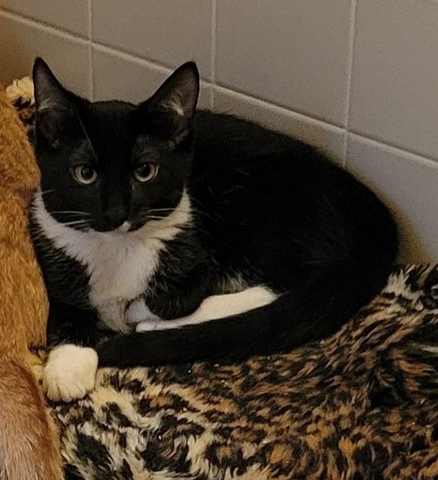 Ernie, a Adoptable Domestic Short Hair in Green Brook, NJ image 3/3