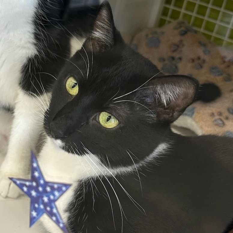 Ernie, a Adoptable Domestic Short Hair in Green Brook, NJ image 1/3