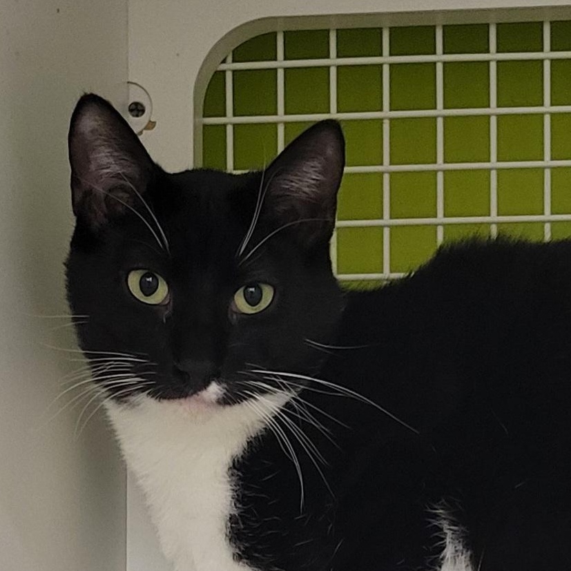 Ernie, a Adoptable Domestic Short Hair in Green Brook, NJ image 2/3