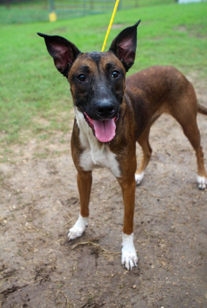 Zara, Adopted, Young Female Belgian Shepherd / Malinois.