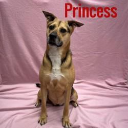 Princess, Adult Female unknown