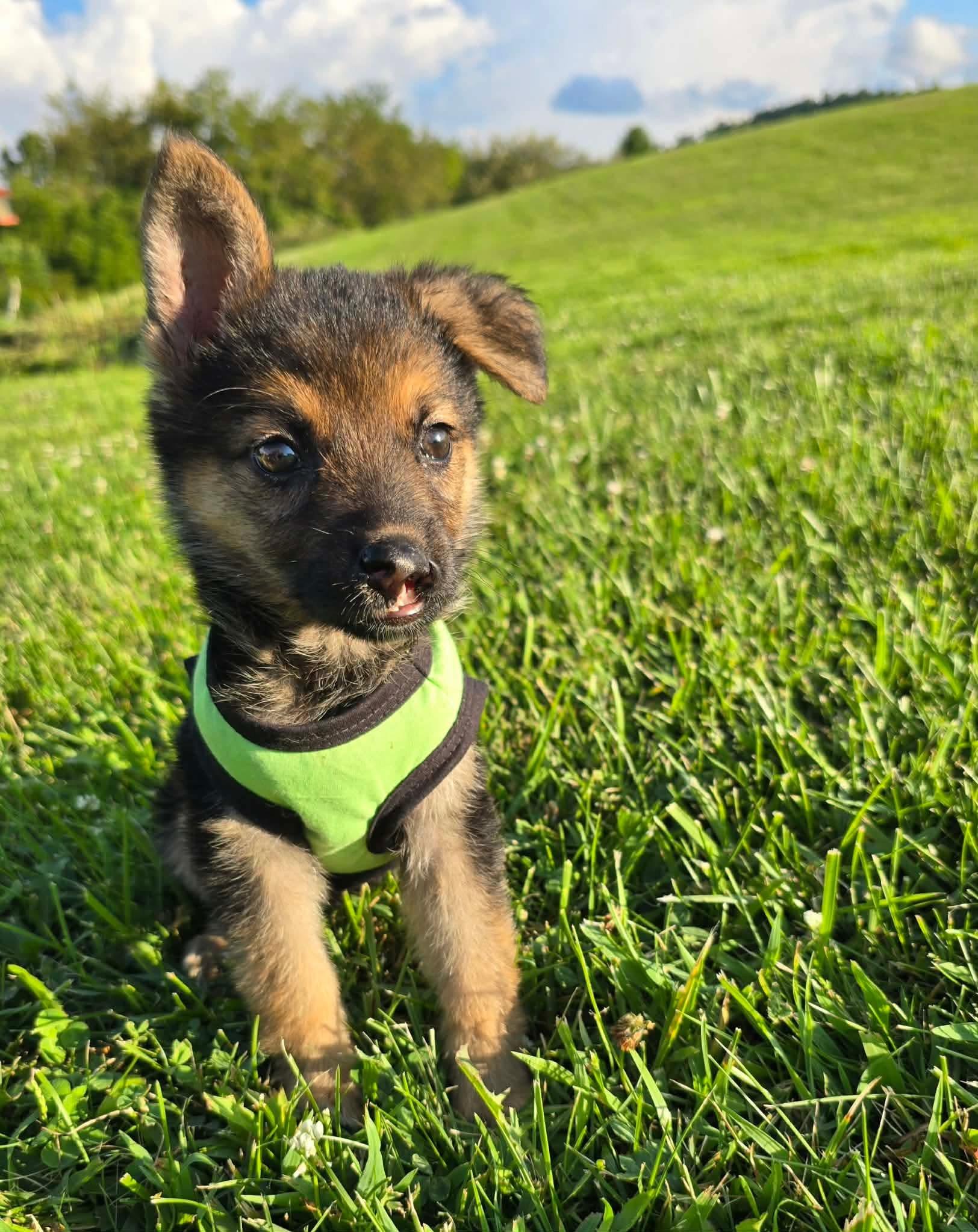 Runa, a ADOPTABLE German Shepherd Dog in St. Clairsville, OH image 3/6