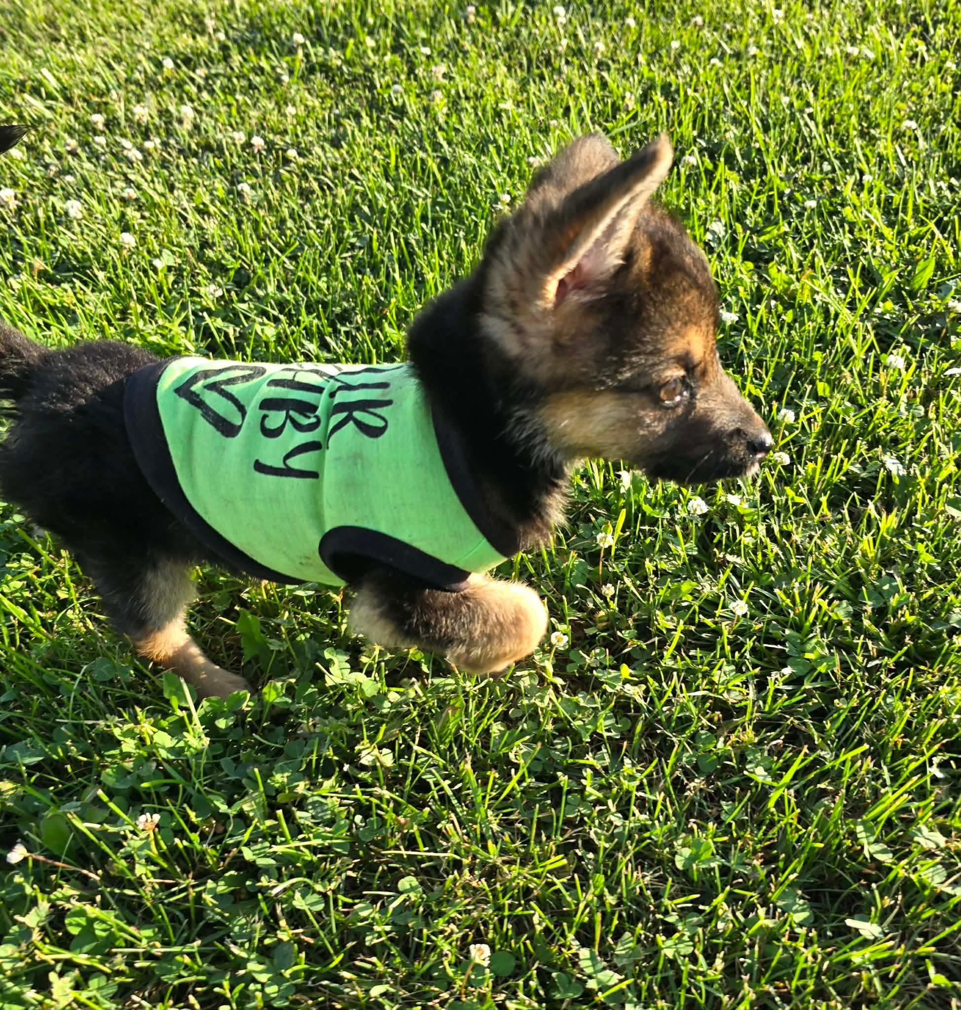 Runa, a ADOPTABLE German Shepherd Dog in St. Clairsville, OH image 6/6