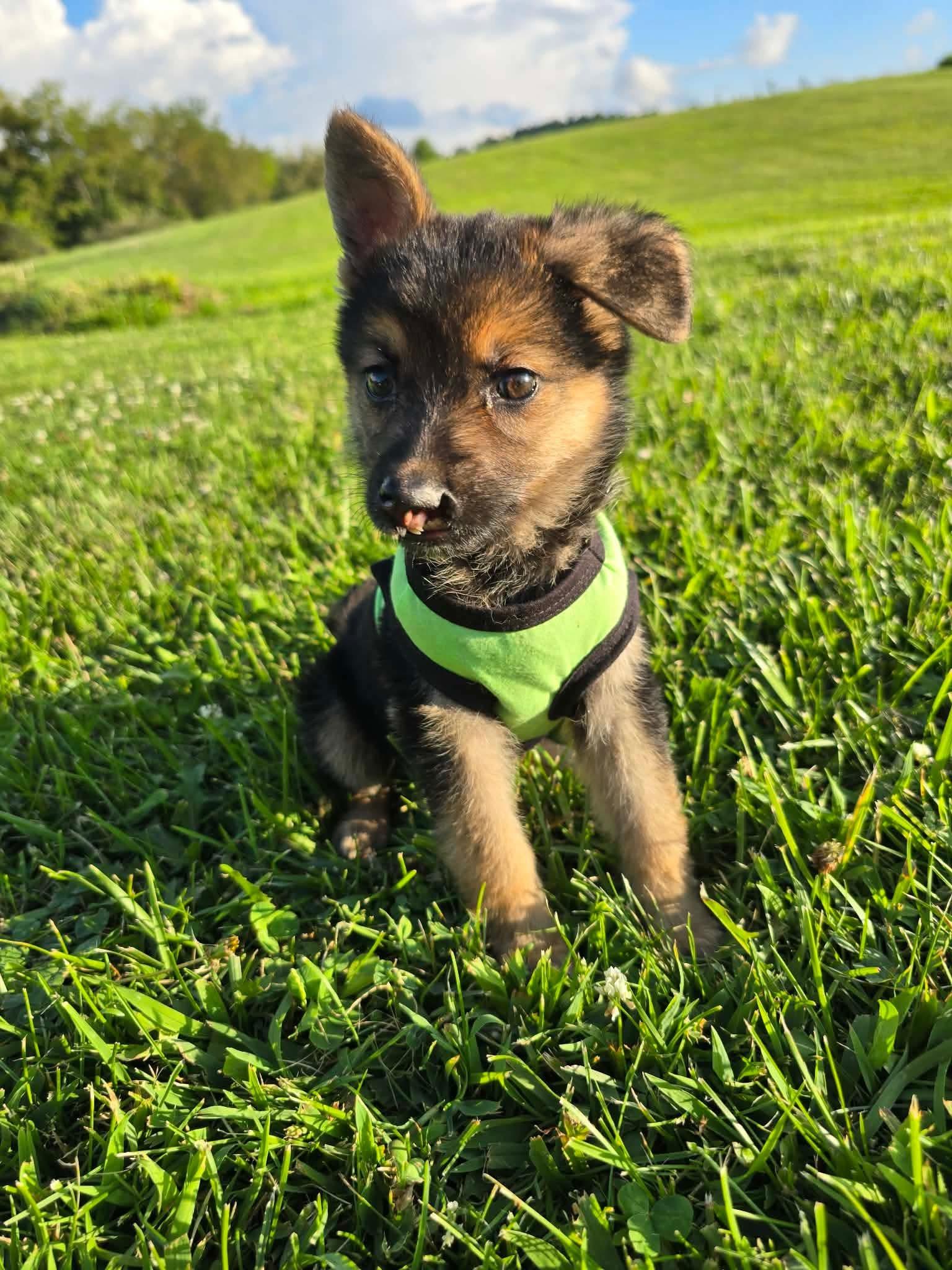 Runa, ADOPTABLE, Puppy Female German Shepherd Dog.