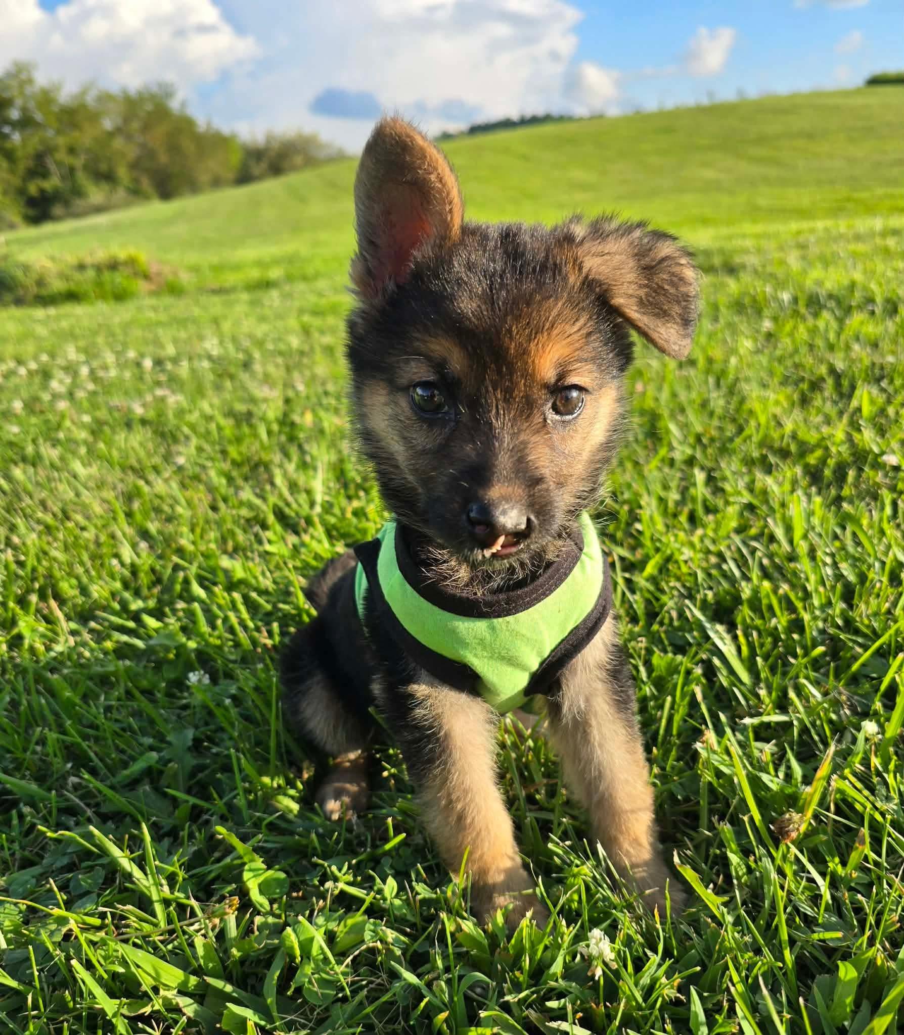 Runa, a ADOPTABLE German Shepherd Dog in St. Clairsville, OH image 5/6