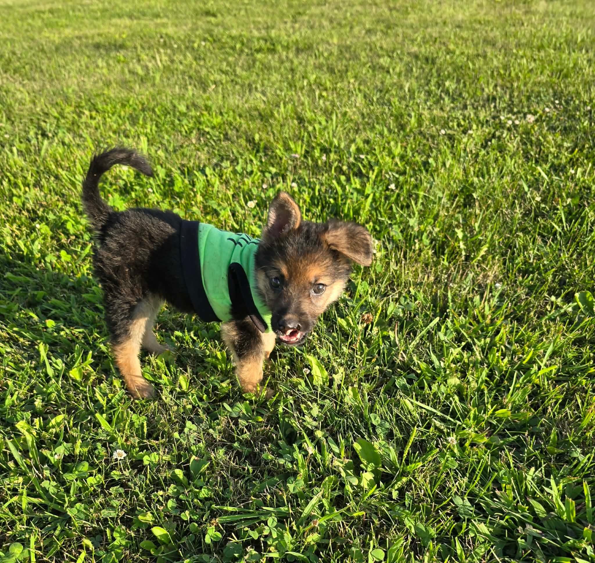 Runa, a ADOPTABLE German Shepherd Dog in St. Clairsville, OH image 4/6