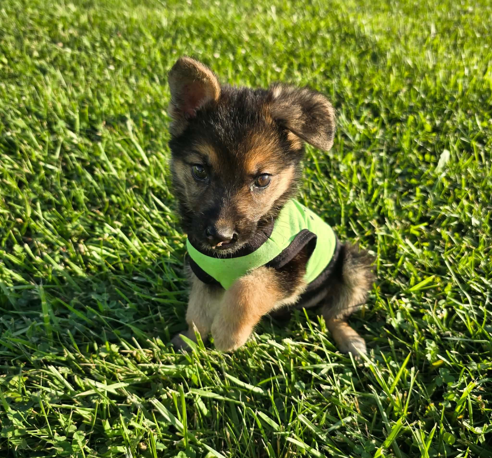 Runa, a ADOPTABLE German Shepherd Dog in St. Clairsville, OH image 2/6