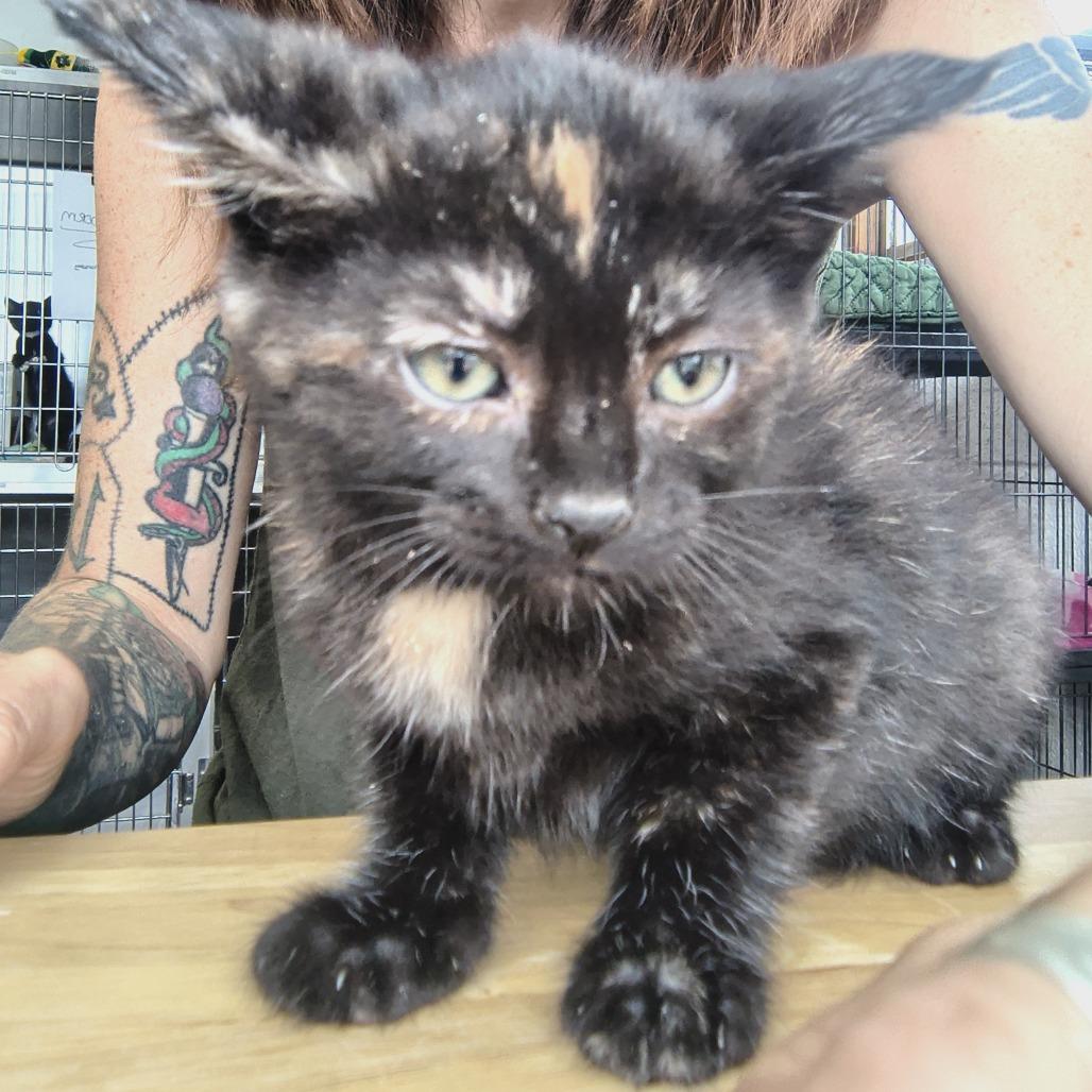 Rowena, Adoptable, Kitten Female Domestic Short Hair.