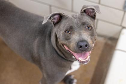 Spruce, Adoptable, Adult Male Labrador Retriever & American Staffordshire Terrier.
