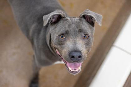 Spruce, a Adoptable mixed breed in Golden Valley, MN image 2/3