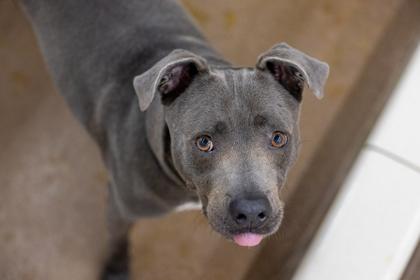 Spruce, a Adoptable mixed breed in Golden Valley, MN image 3/3