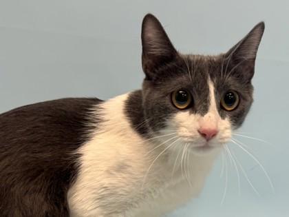 Queenie, Adoptable, Adult Female Domestic Short Hair & Domestic Short Hair.