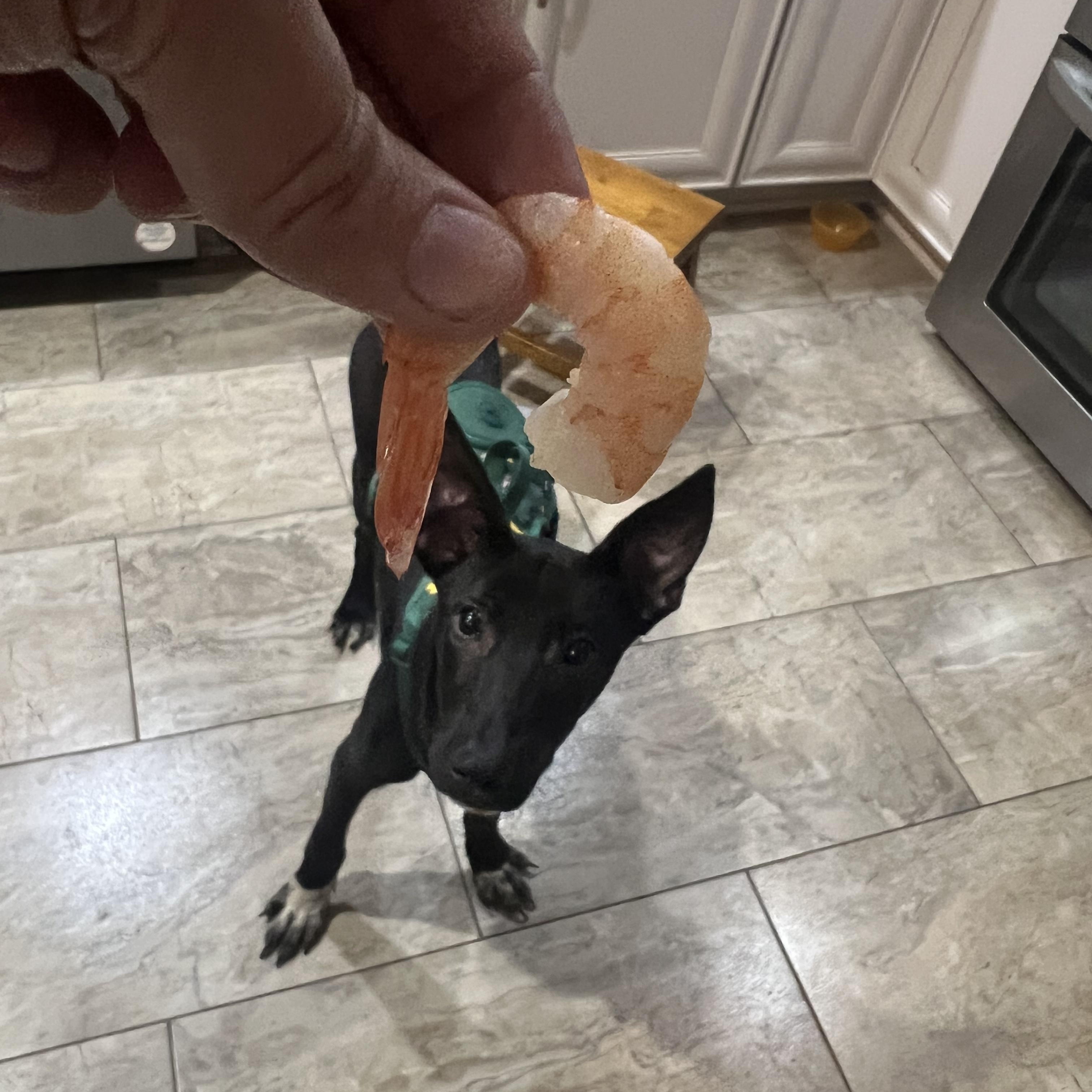 Shrimp, Adult Male Terrier