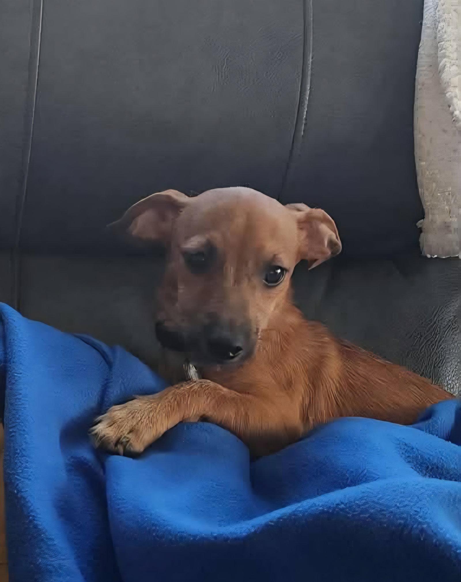 Chico, Adopted, Puppy Male Chihuahua & Dachshund.