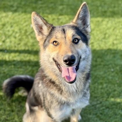 Justice, ADOPTABLE, Young Female German Shepherd Dog & Siberian Husky.