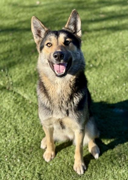 Enlarge Justice, a ADOPTABLE mixed breed in Red Bluff, CA image 4/6