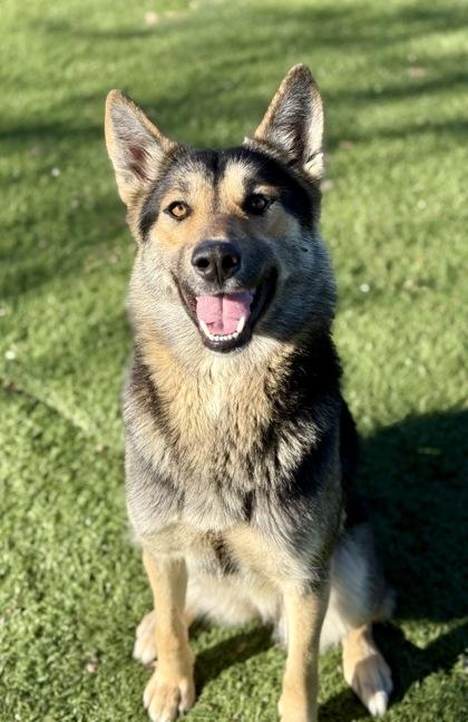 Enlarge Justice, a ADOPTABLE mixed breed in Red Bluff, CA image 6/6