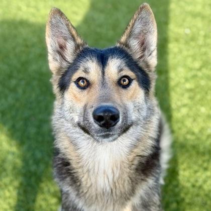 Enlarge Justice, a ADOPTABLE mixed breed in Red Bluff, CA image 3/6