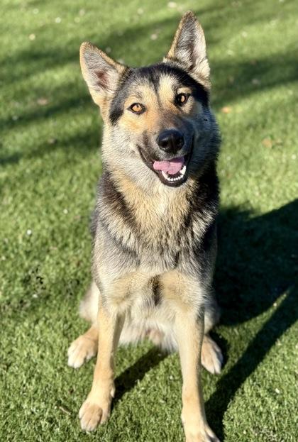 Enlarge Justice, a ADOPTABLE mixed breed in Red Bluff, CA image 5/6