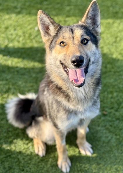 Enlarge Justice, a ADOPTABLE mixed breed in Red Bluff, CA image 2/6