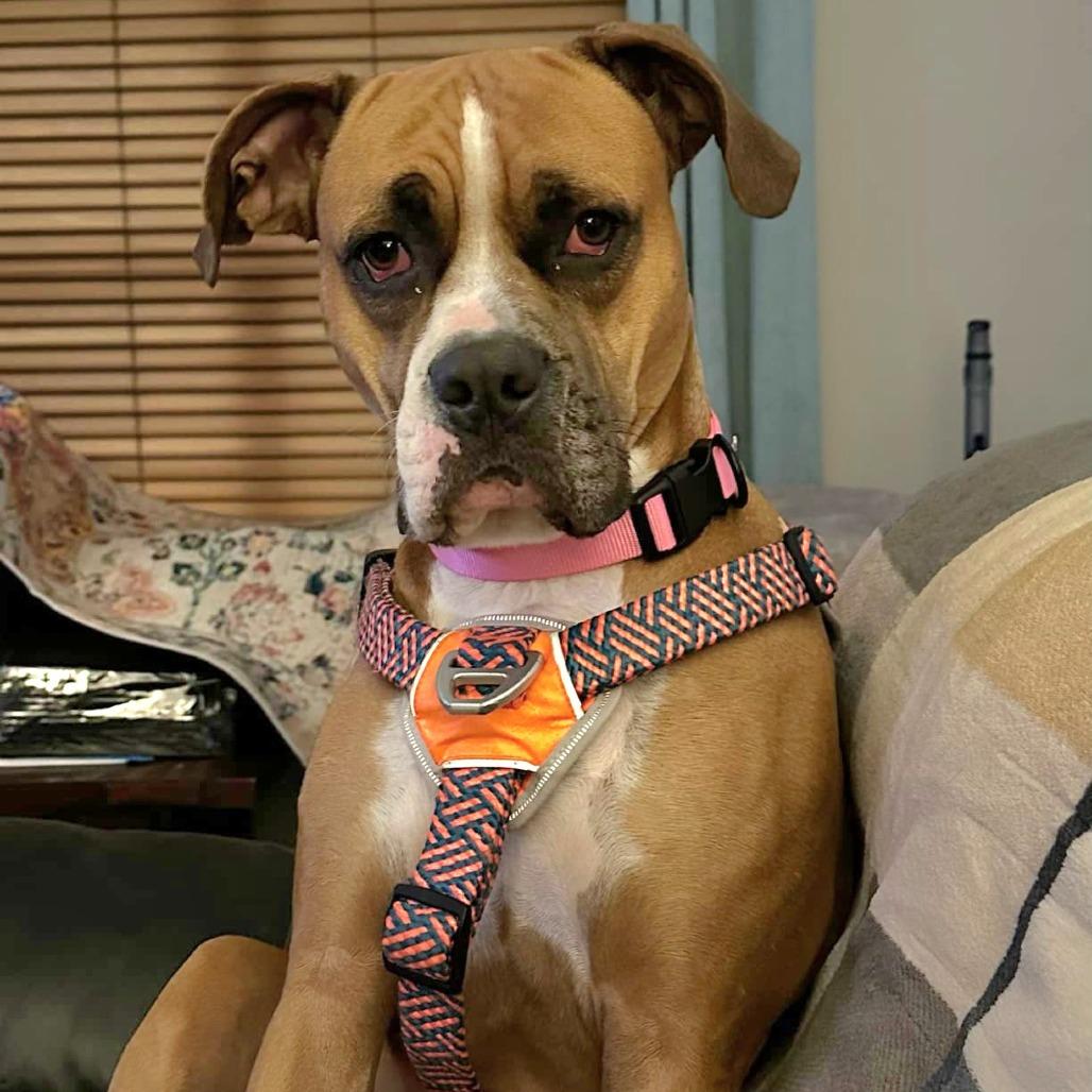 Kimber, adoptable, Young Female Boxer.
