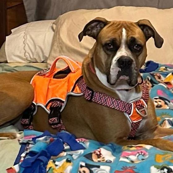 Kimber, an adoptable mixed breed in Tallahassee, FL image 2/3