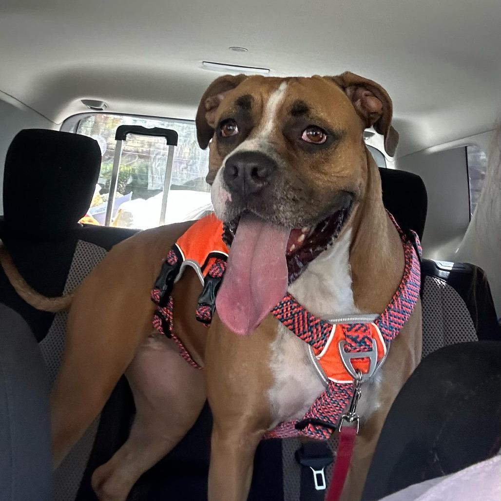 Kimber, an adoptable mixed breed in Tallahassee, FL image 3/3