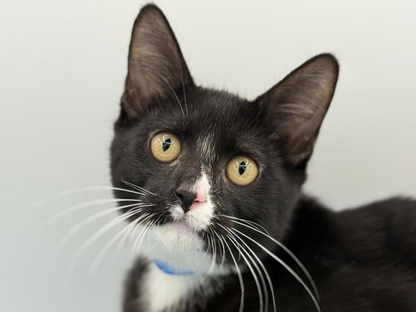 Wyatt, Adoptable, Kitten Male Domestic Short Hair.