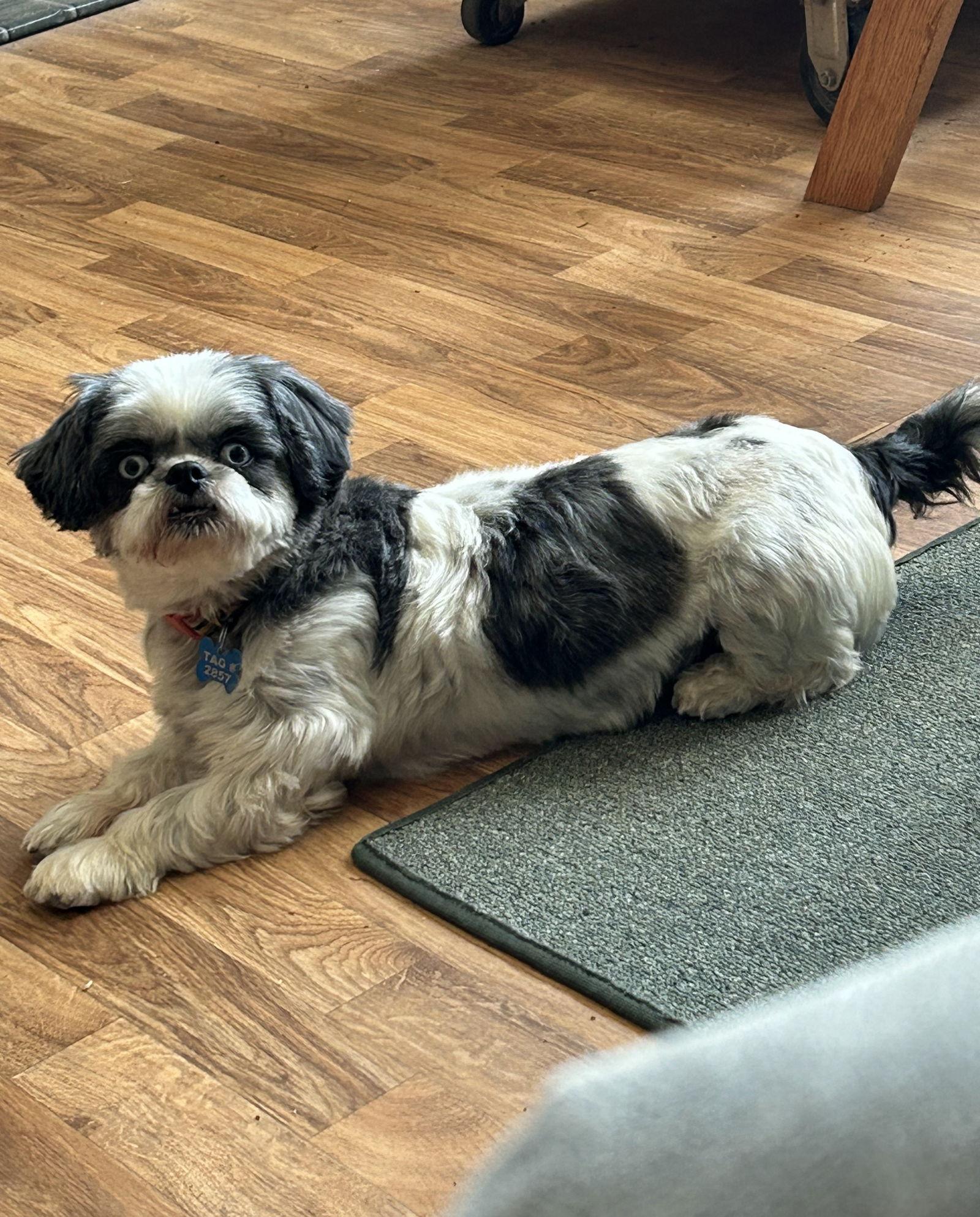 Enlarge Noella-ARR, a Adoptable Shih Tzu in Pataskala, OH image 1/3