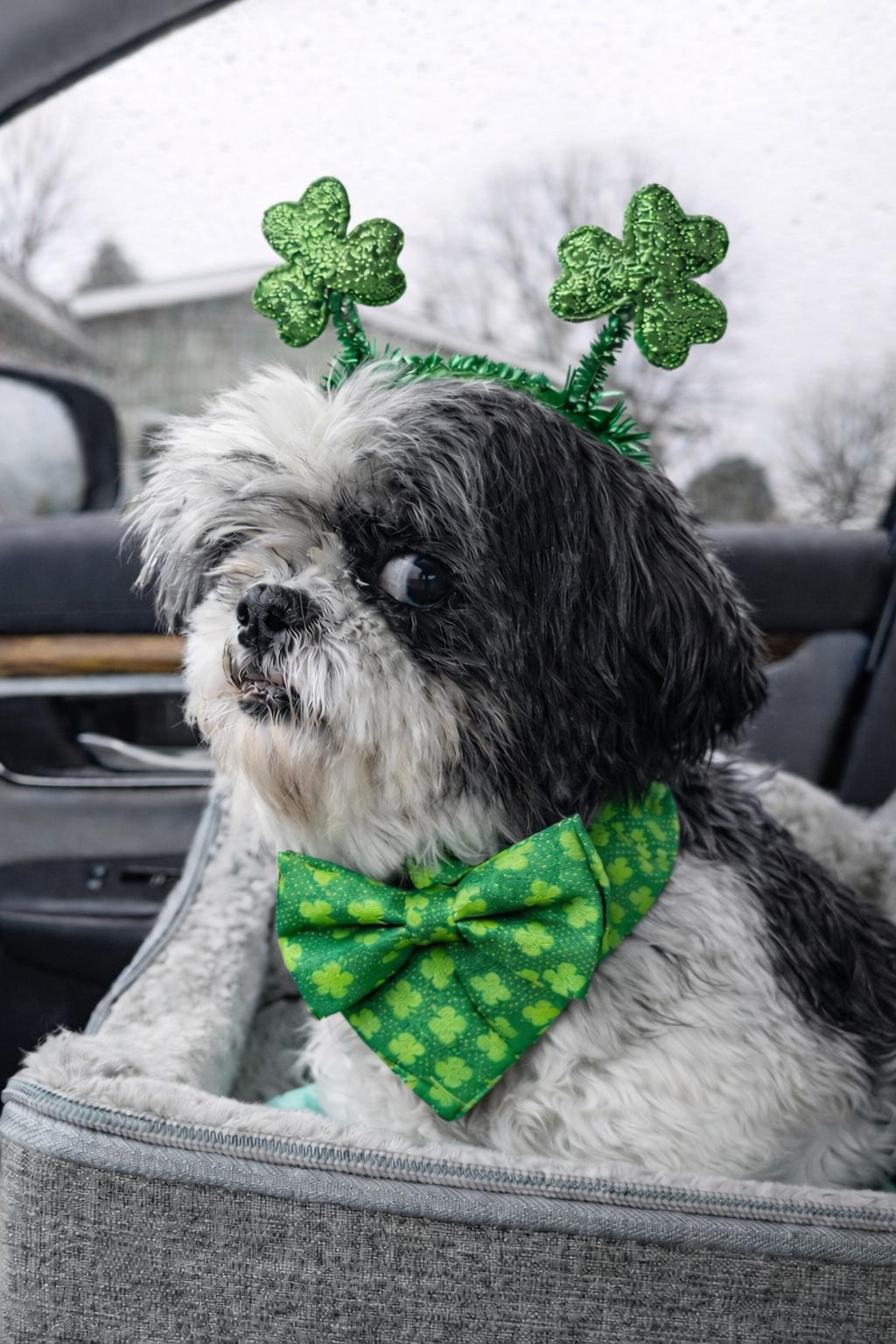 Enlarge Noella-ARR, a Adoptable Shih Tzu in Pataskala, OH image 3/3