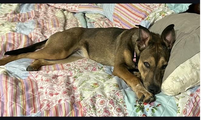 Enlarge Hazel, a Adoptable mixed breed in Raymond, MS image 2/3