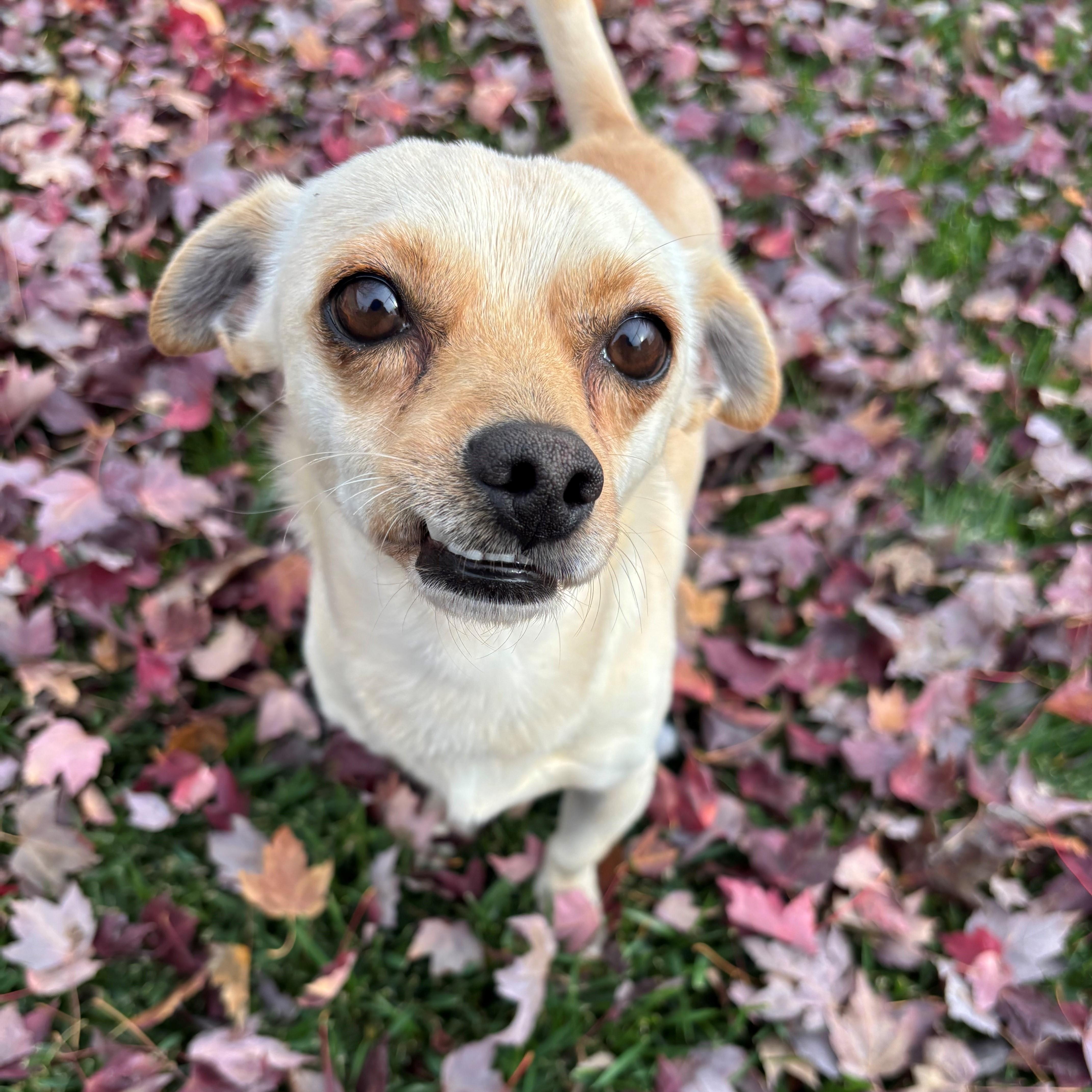 Piglet, Adopted, Adult Male Chihuahua.