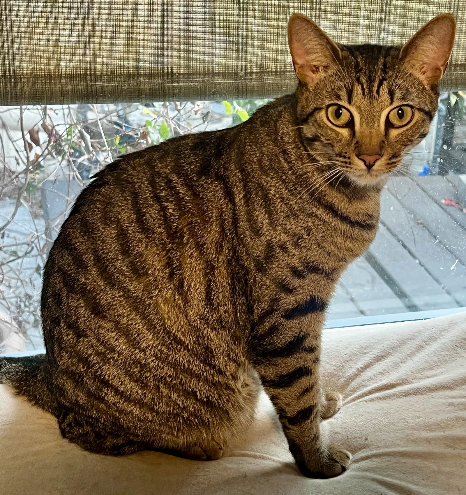 Anakin, Adoptable, Young Male Domestic Short Hair.
