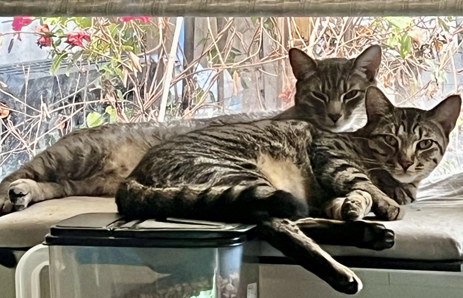 Anakin, a Adoptable Domestic Short Hair in Seal Beach, CA image 2/3