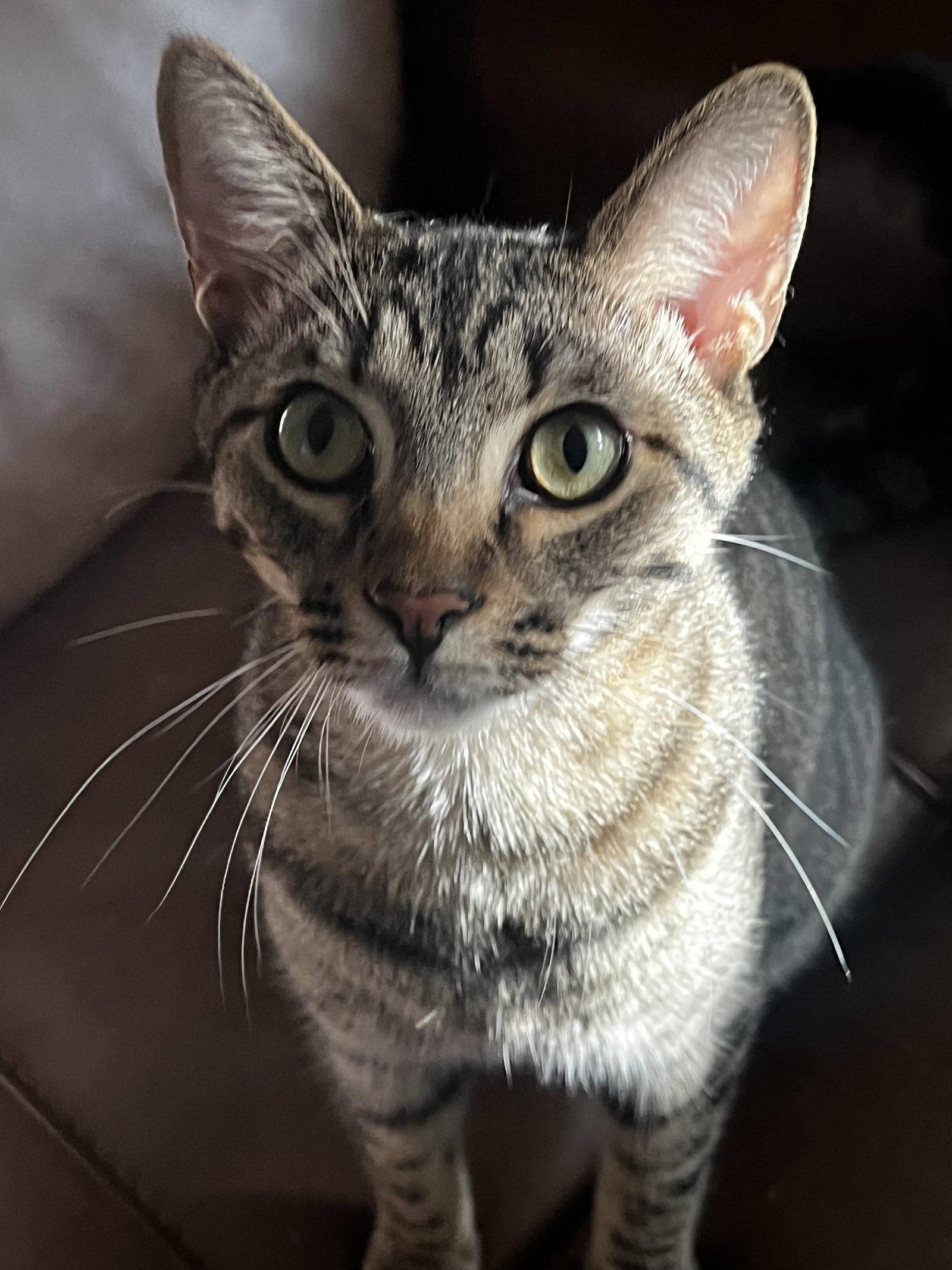 Anakin, a Adoptable Domestic Short Hair in Seal Beach, CA image 3/3