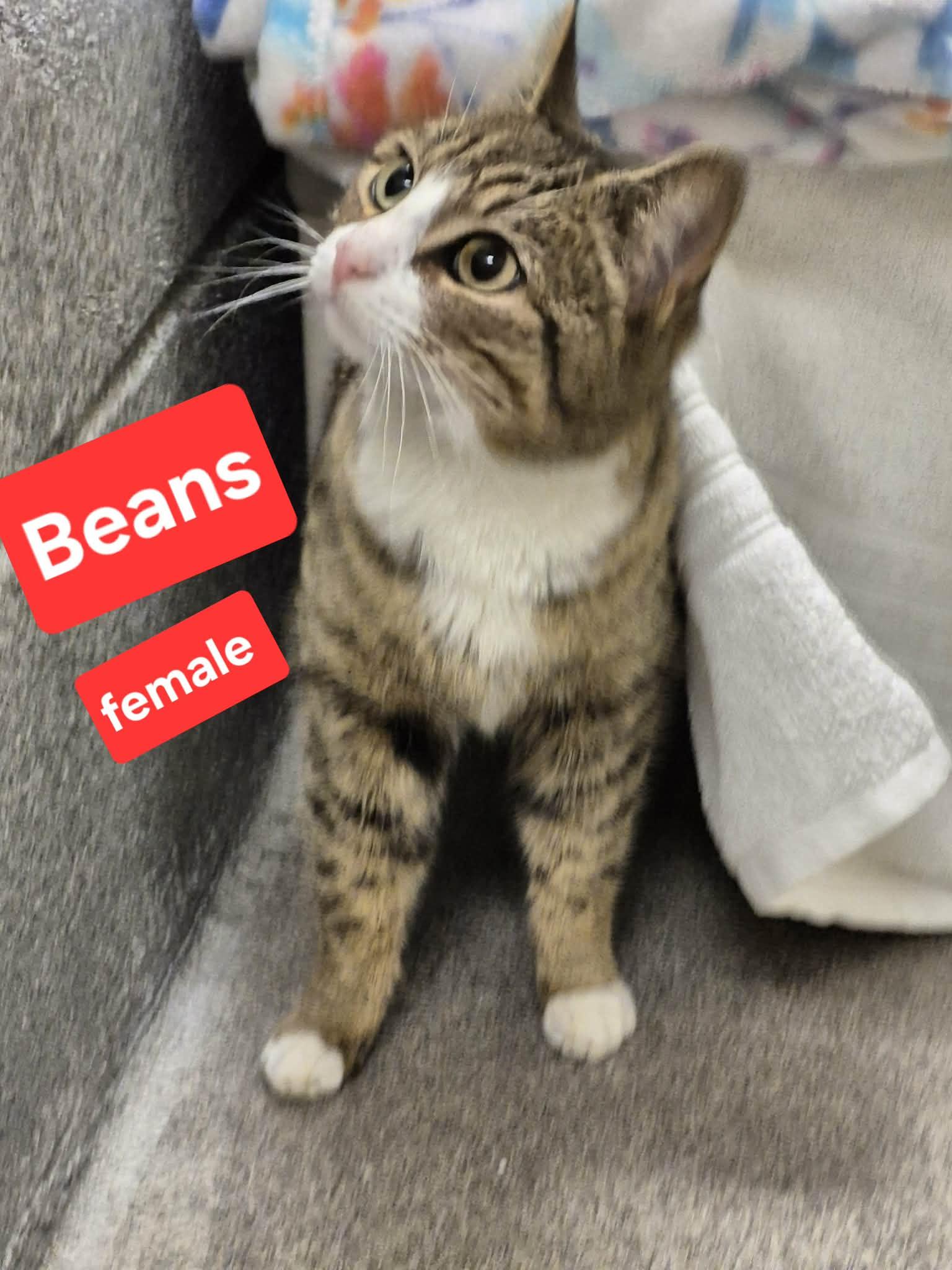 Beans, ADOPTABLE, Young Female Domestic Short Hair.
