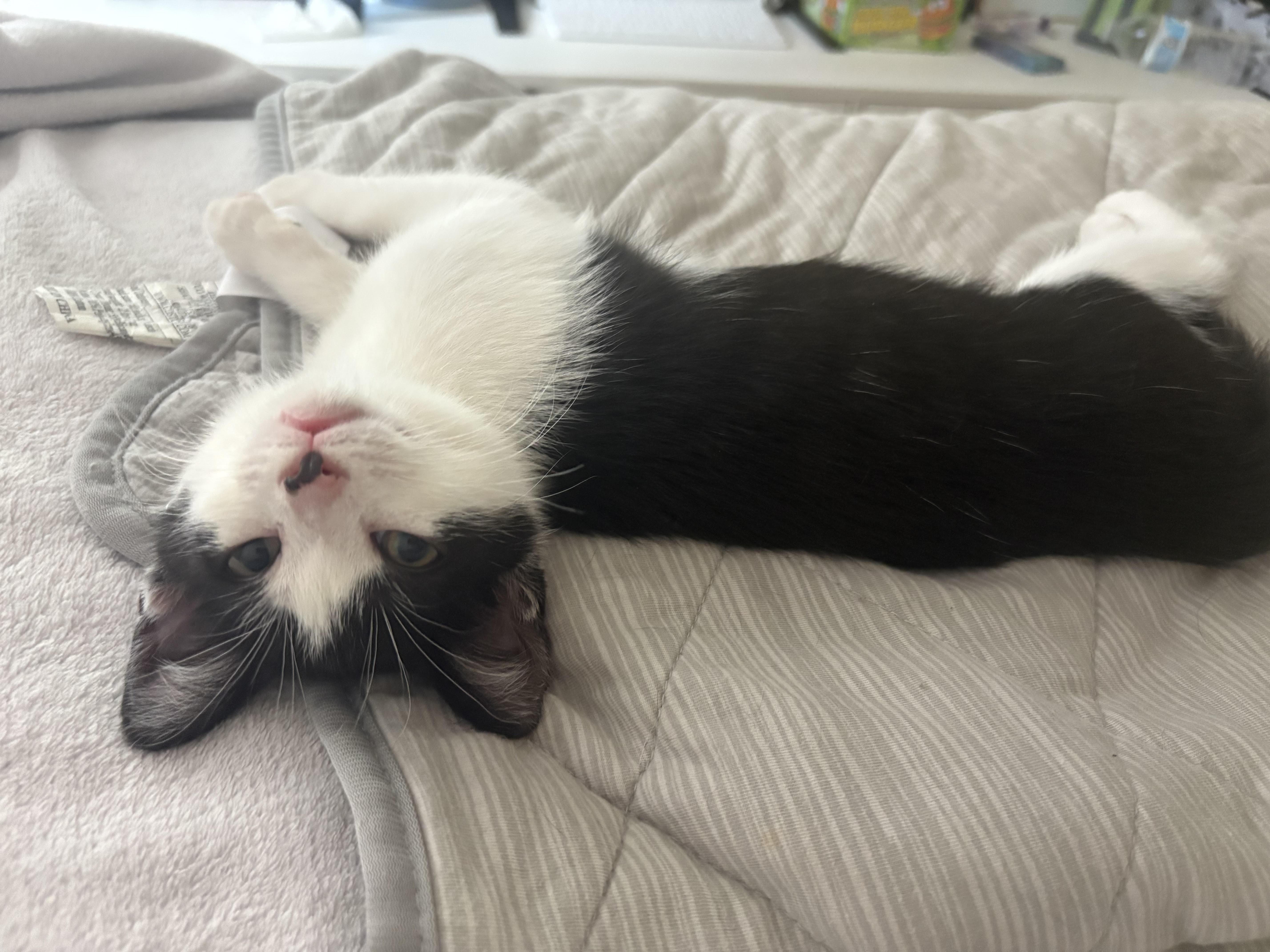 Rainbow Dash, Adoptable, Kitten Female Domestic Short Hair.