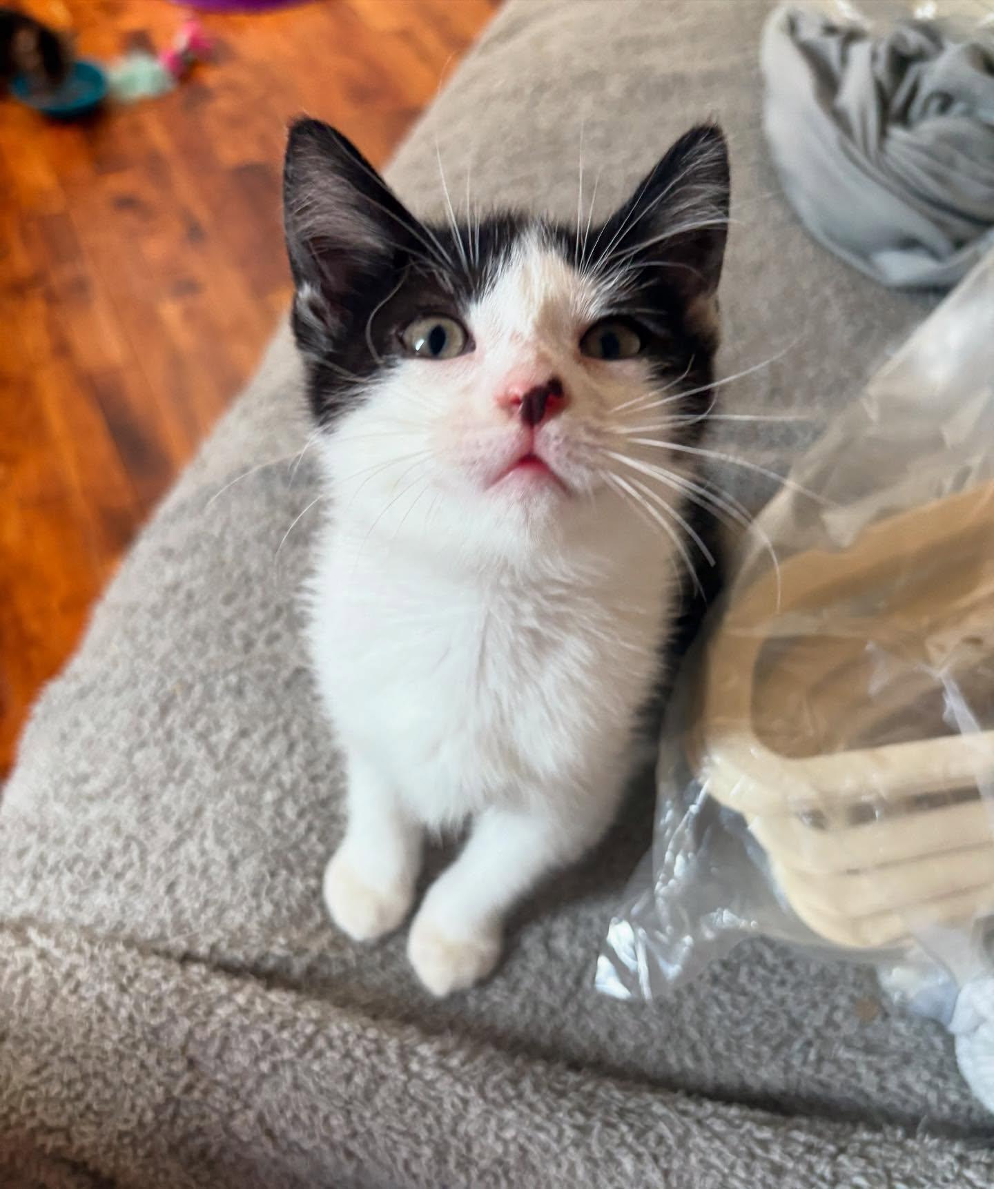 Rainbow Dash, a Adoptable Domestic Short Hair in Philadelphia, PA image 2/2