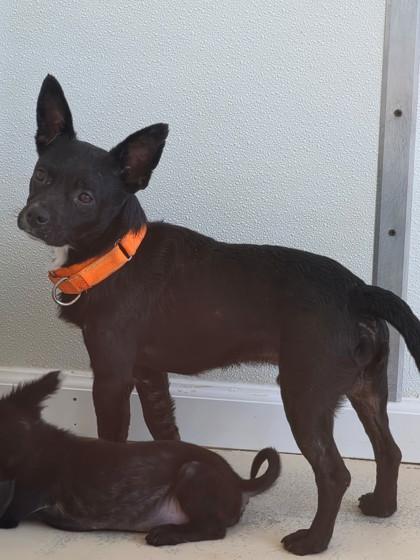 Apollo, Adoptable, Adult Male Chihuahua & Mixed Breed.