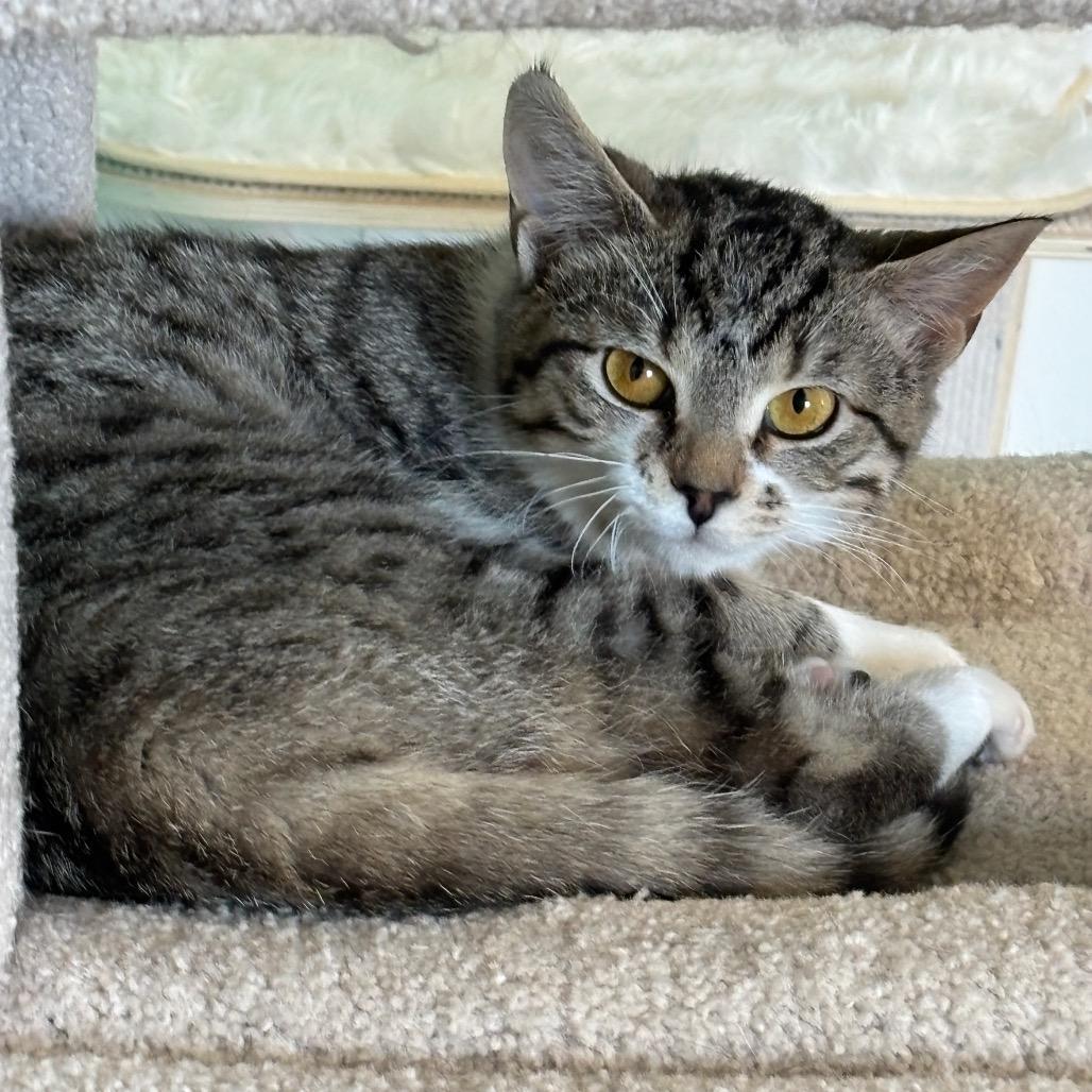 Cumari, Adoptable, Young Female Domestic Short Hair.