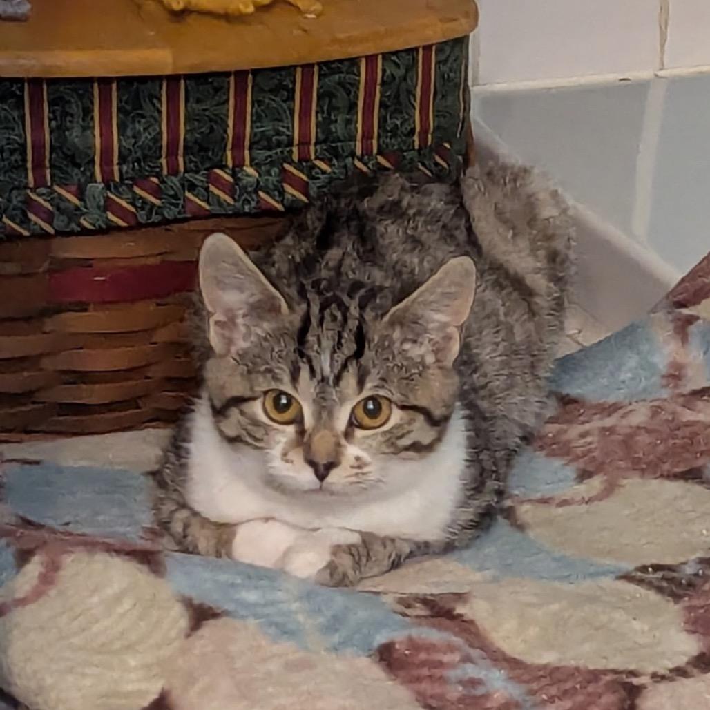 Enlarge Cumari, a Adoptable Domestic Short Hair in Granville, OH image 1/1