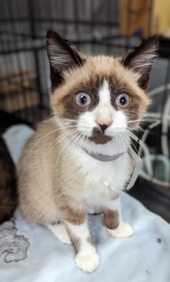 Enlarge Excalibur, a Adopted Snowshoe in Stanton, MI image 1/1