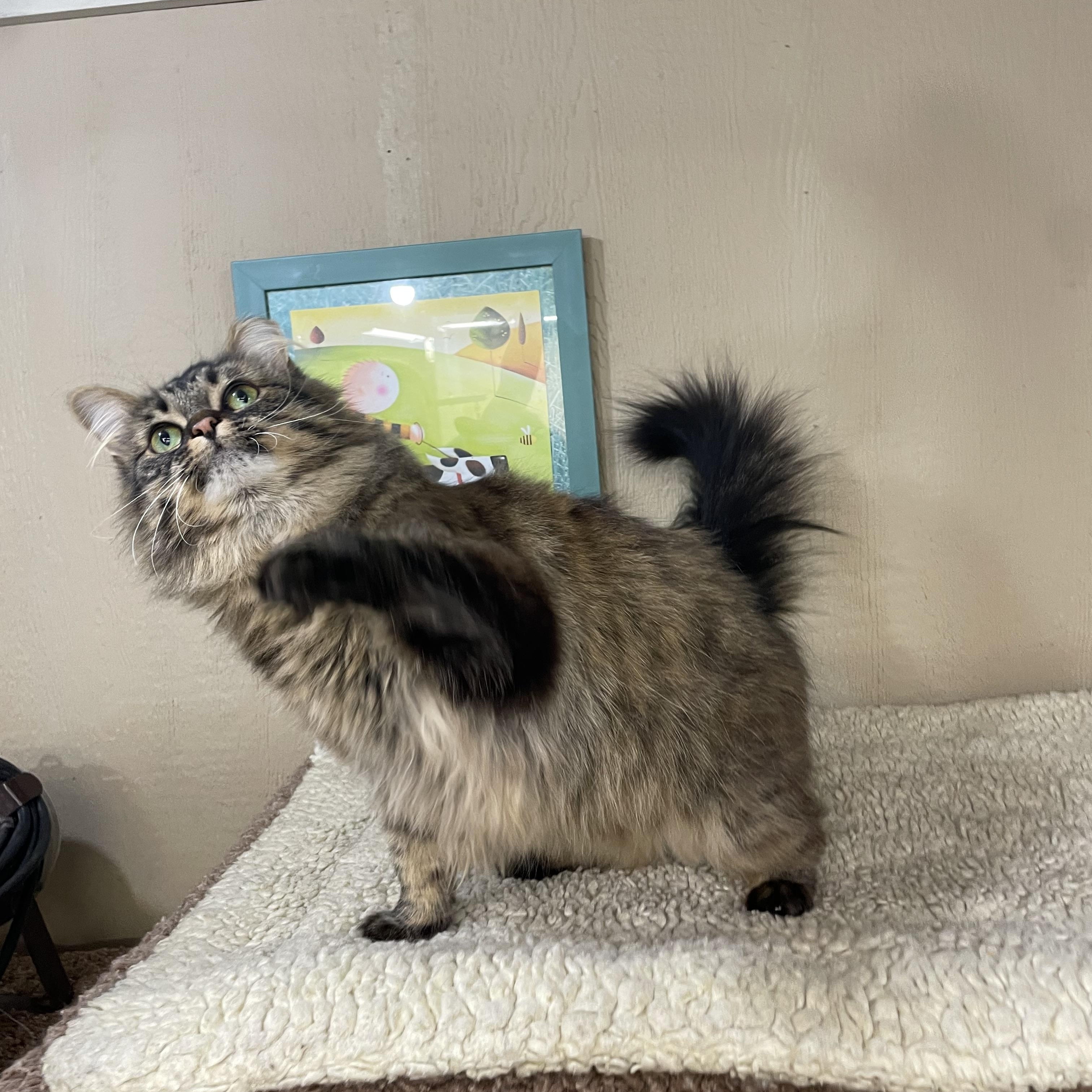 Enlarge Weezie, a Adopted Domestic Long Hair in Novi, MI image 4/6