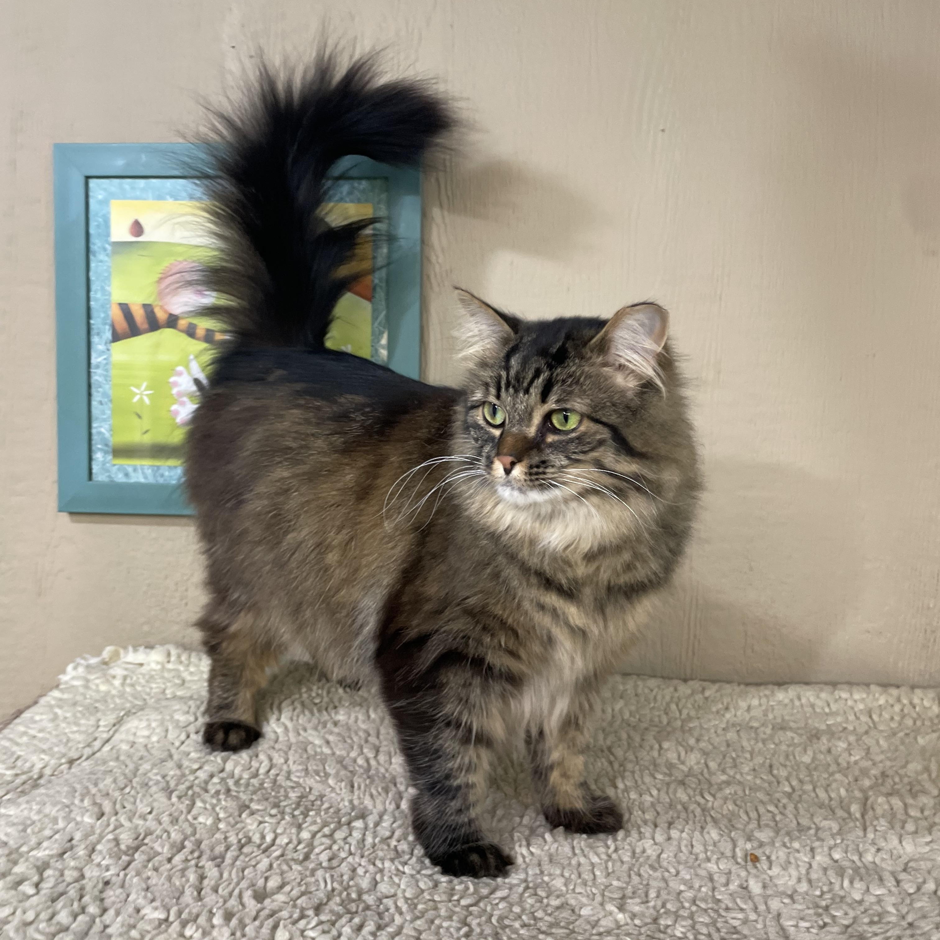 Enlarge Weezie, a Adopted Domestic Long Hair in Novi, MI image 5/6