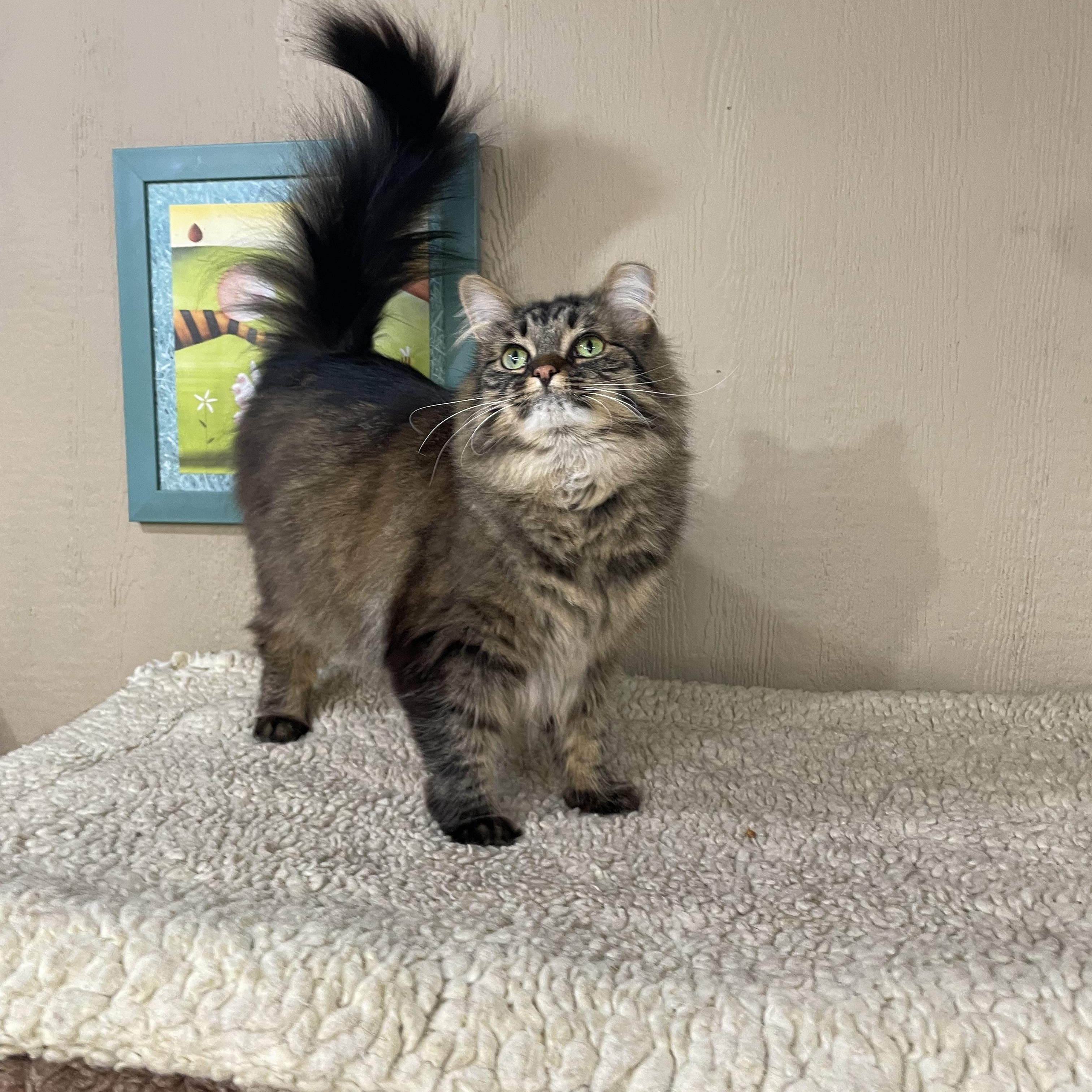Enlarge Weezie, a Adopted Domestic Long Hair in Novi, MI image 3/6