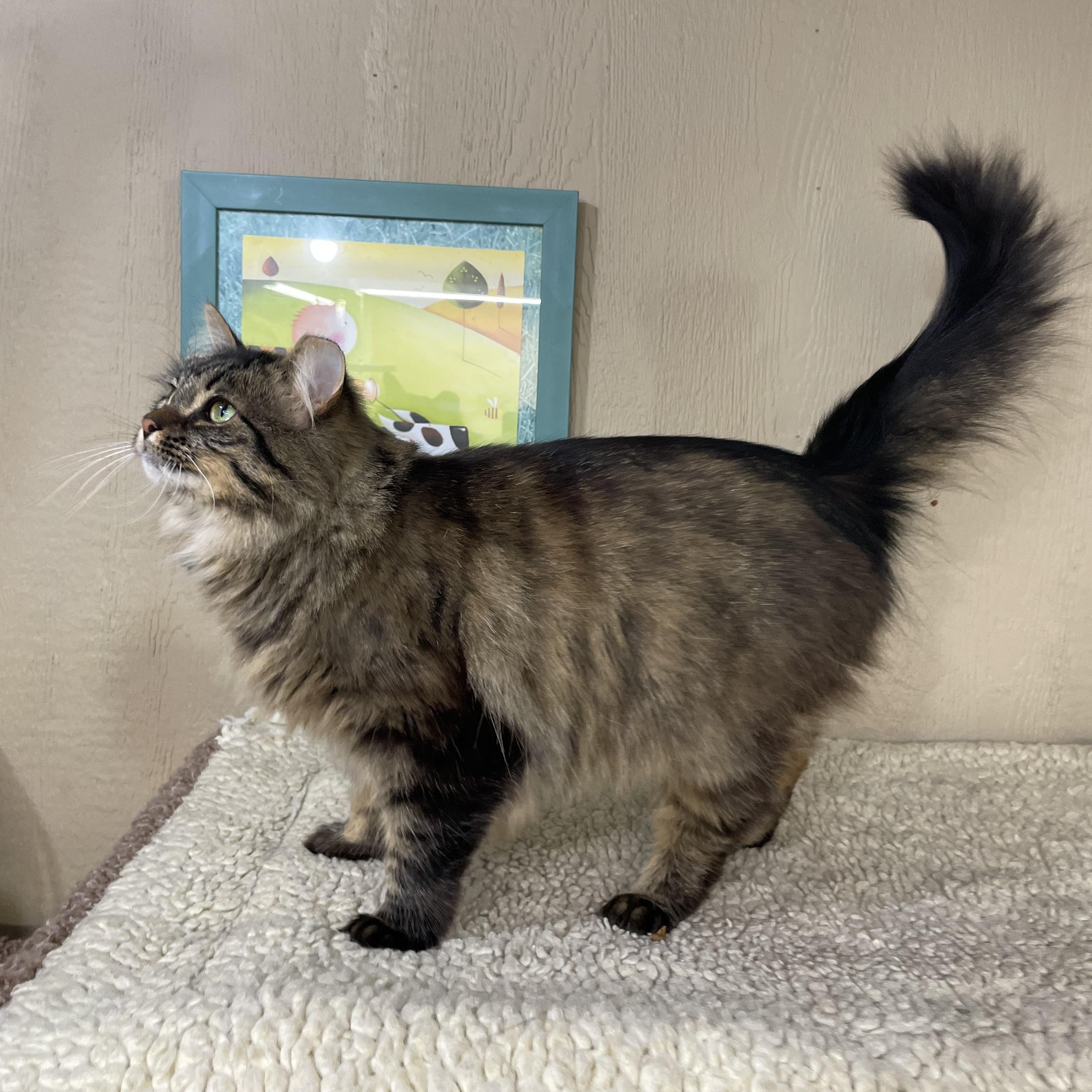 Enlarge Weezie, a Adopted Domestic Long Hair in Novi, MI image 6/6
