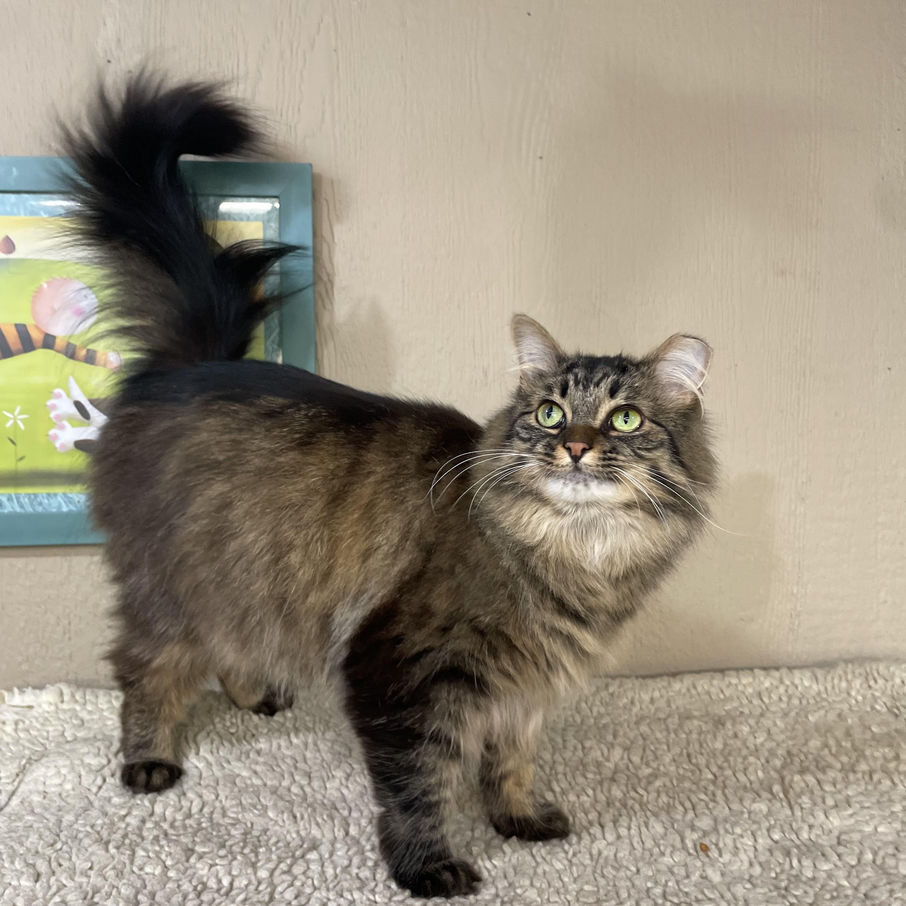 Weezie, Adopted, Adult Female Domestic Long Hair.