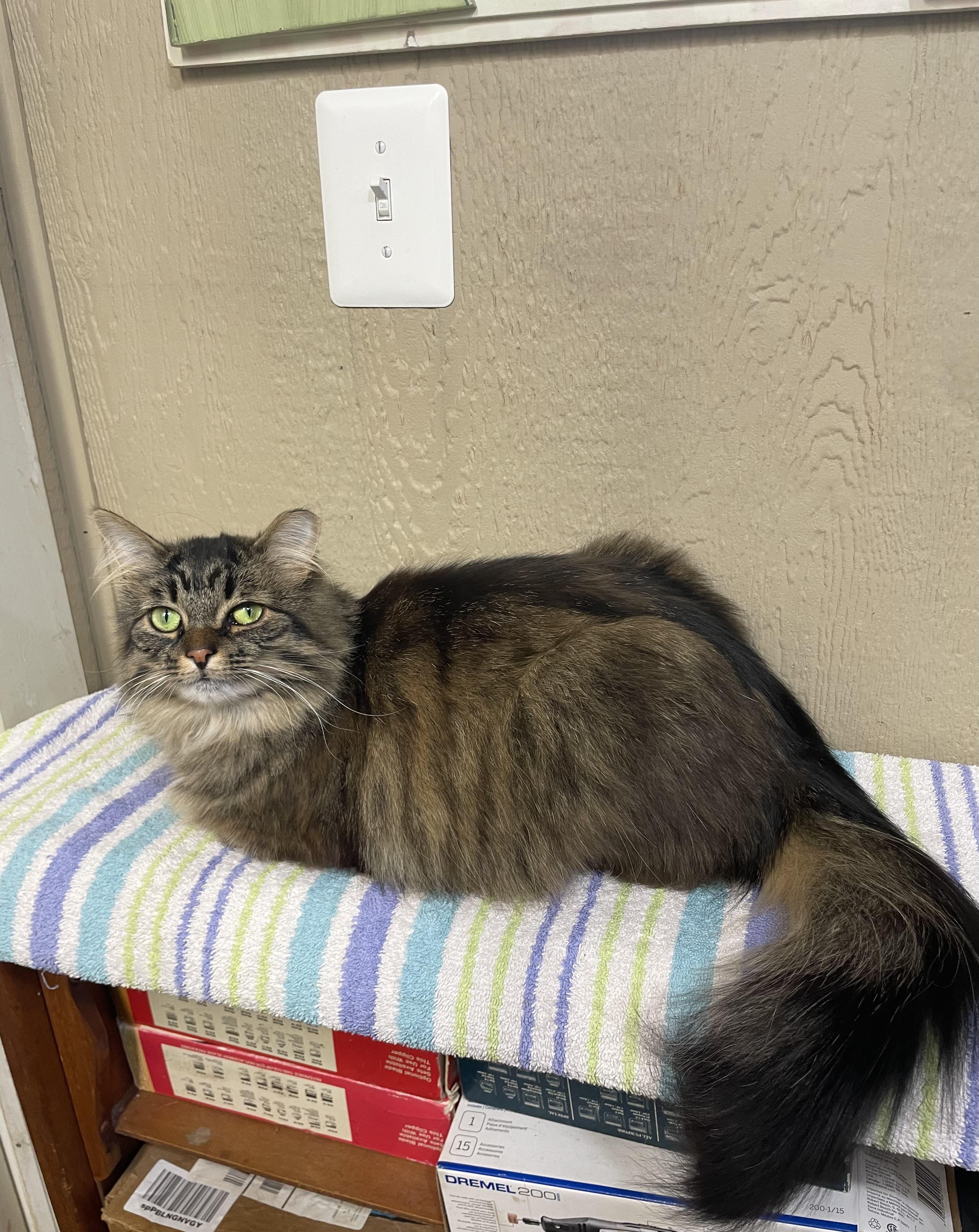 Enlarge Weezie, a Adopted Domestic Long Hair in Novi, MI image 2/6