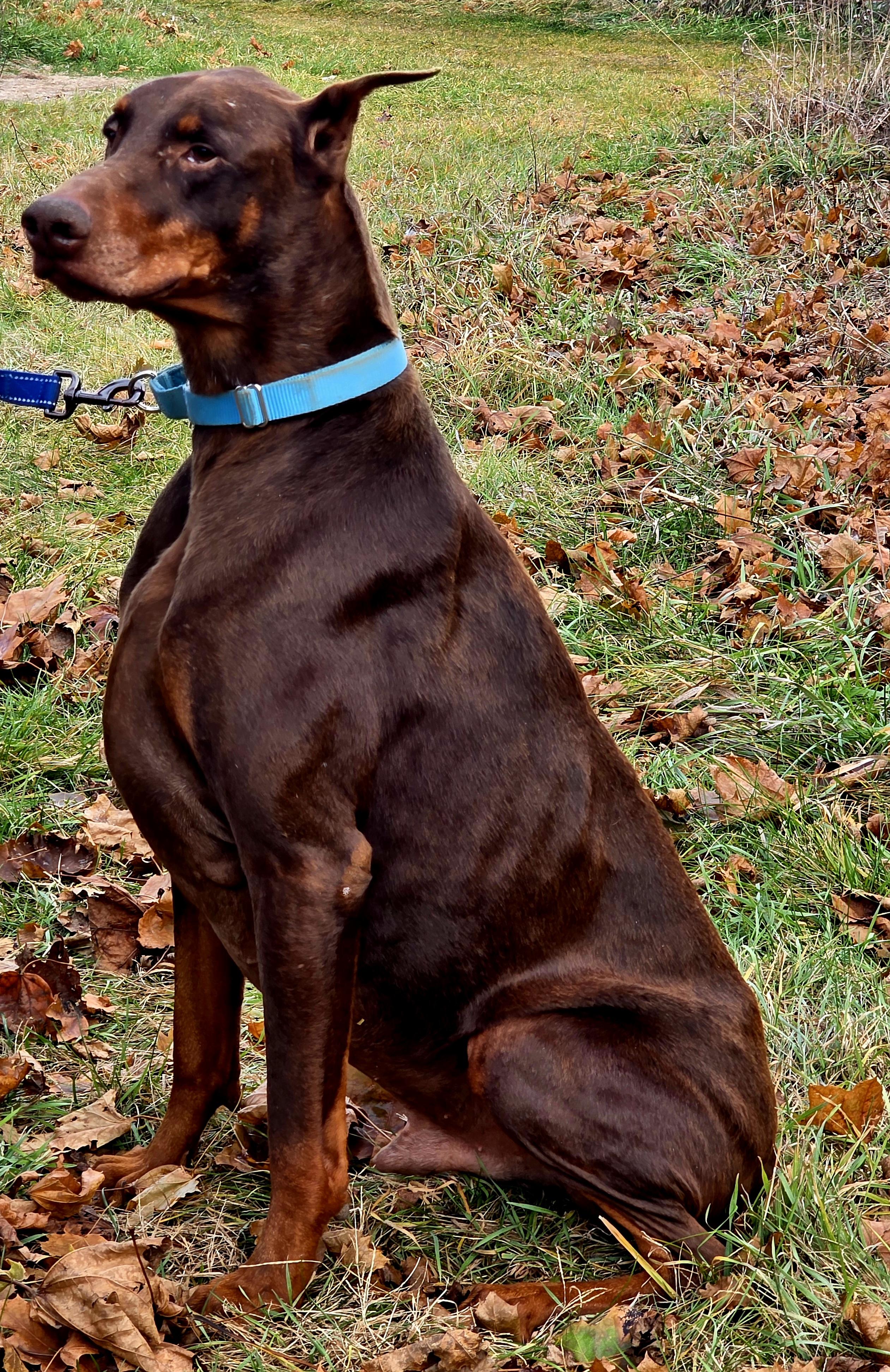 Enlarge Johnny, an adoption pending Doberman Pinscher in Battle Creek, MI image 1/5