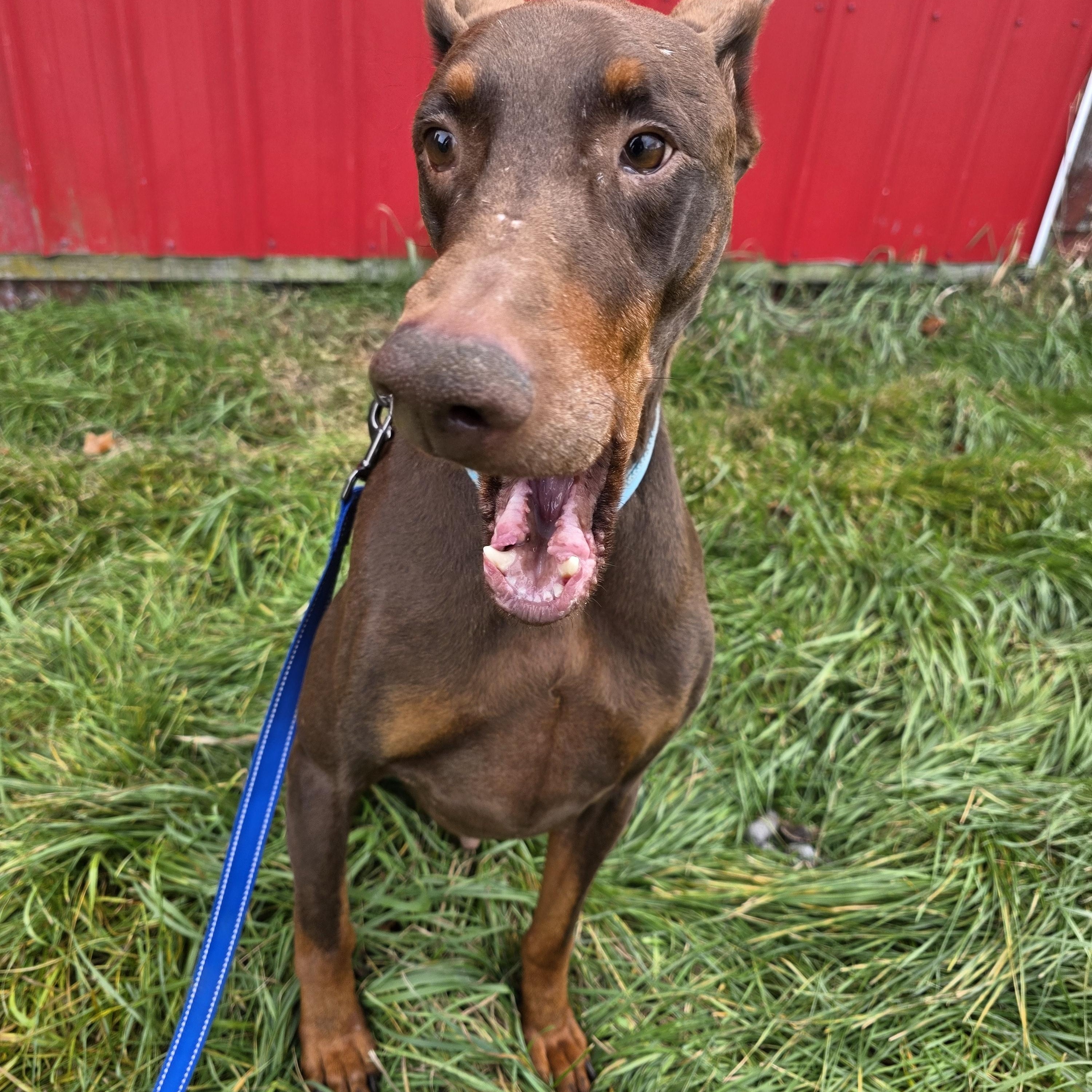 Enlarge Johnny, an adoption pending Doberman Pinscher in Battle Creek, MI image 2/5